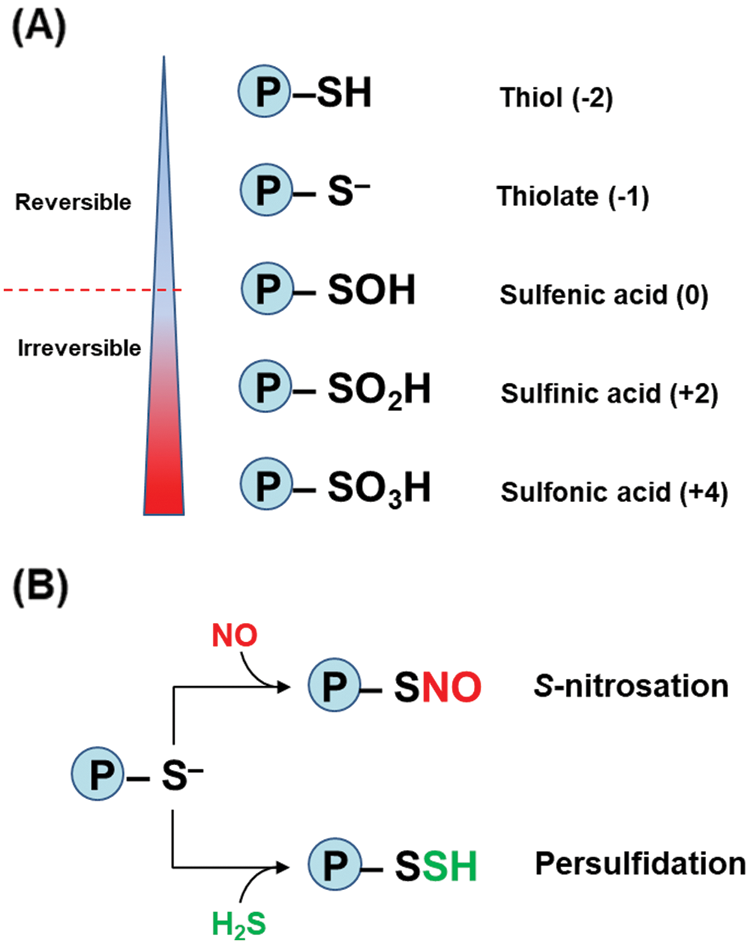 Nitric oxide and hydrogen sulfide share regulatory functions in higher