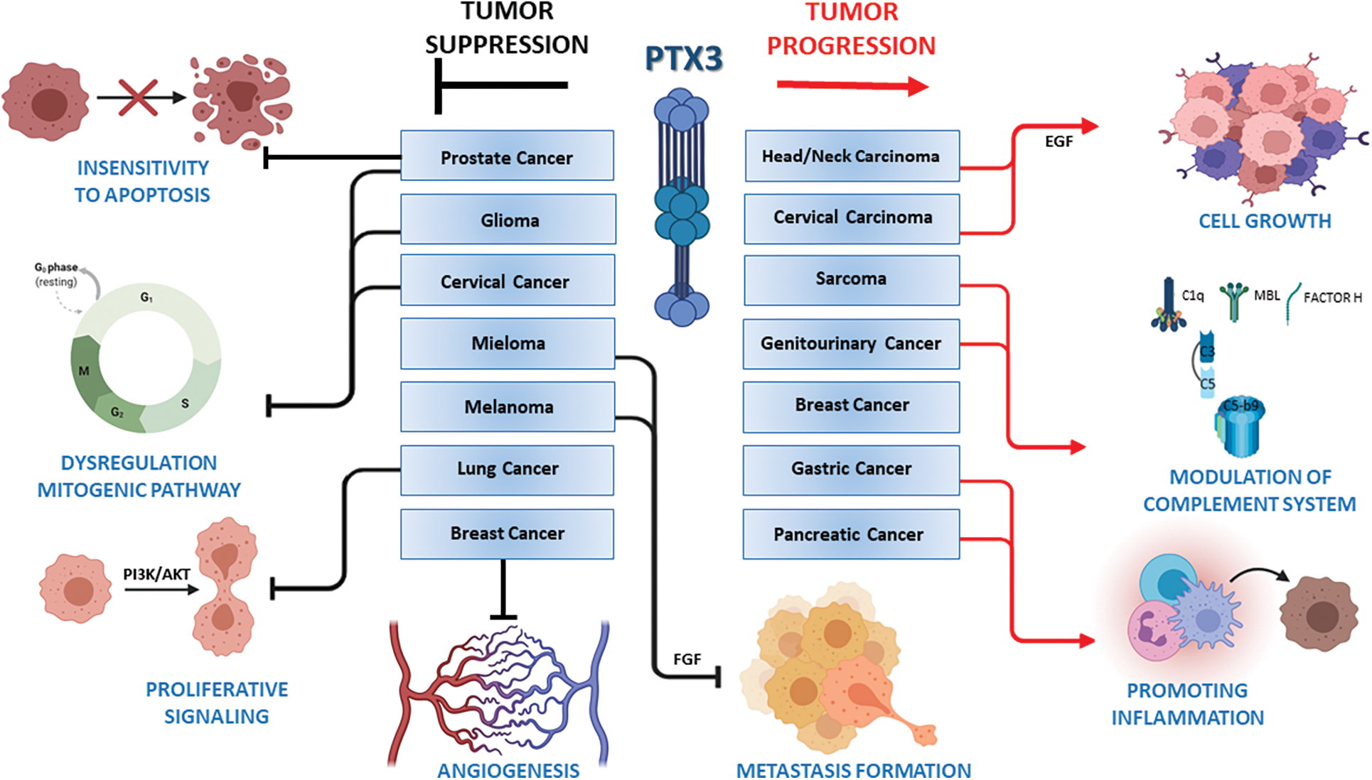 Role of PTX3 and complement modulation in the tumor microenvironment
