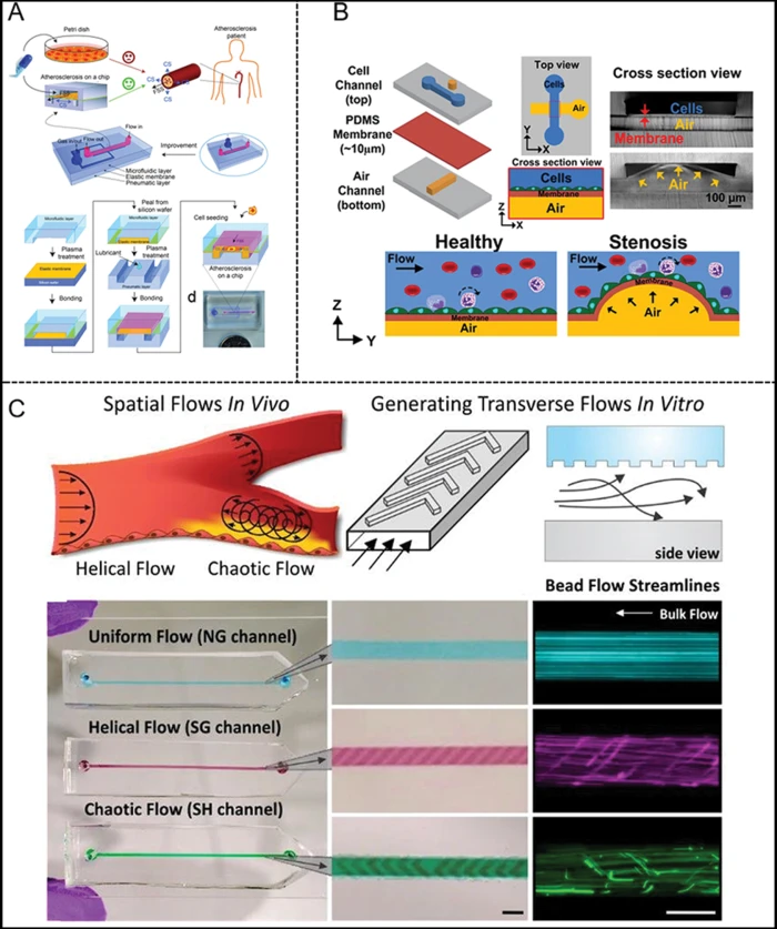 Macro- and microscale fluid flow systems for endothelial cell