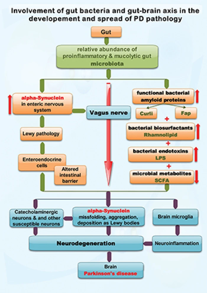 Fiber deprivation and microbiome-borne curli shift gut bacterial  populations and accelerate disease in a mouse model of Parkinson's disease  - ScienceDirect