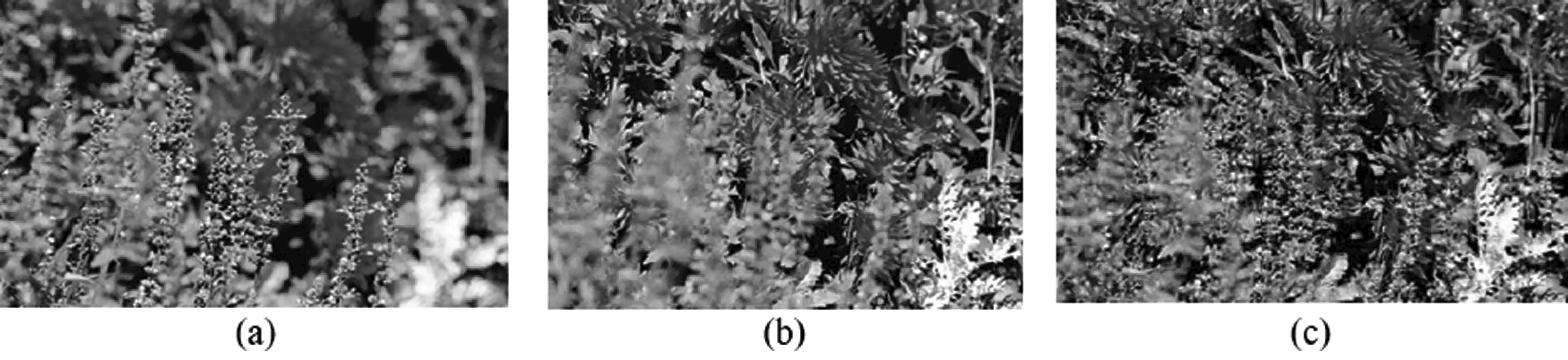 Fuzzy Based Hybrid Focus Value Estimation for Multi Focus Image Fusion