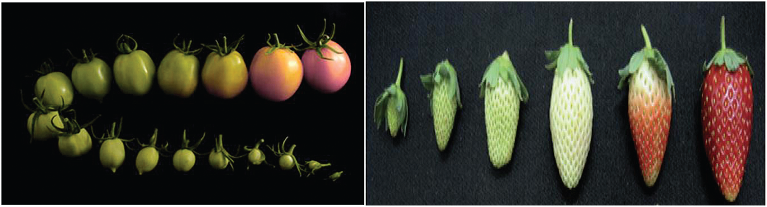 Fruit Ripeness Prediction Based on DNN Feature Induction from Sparse ...