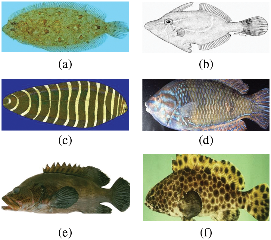 CSSE Free FullText Large Scale Fish Images Classification and
