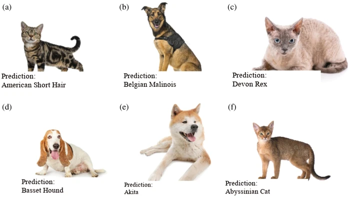 Types of dogs and cats sales