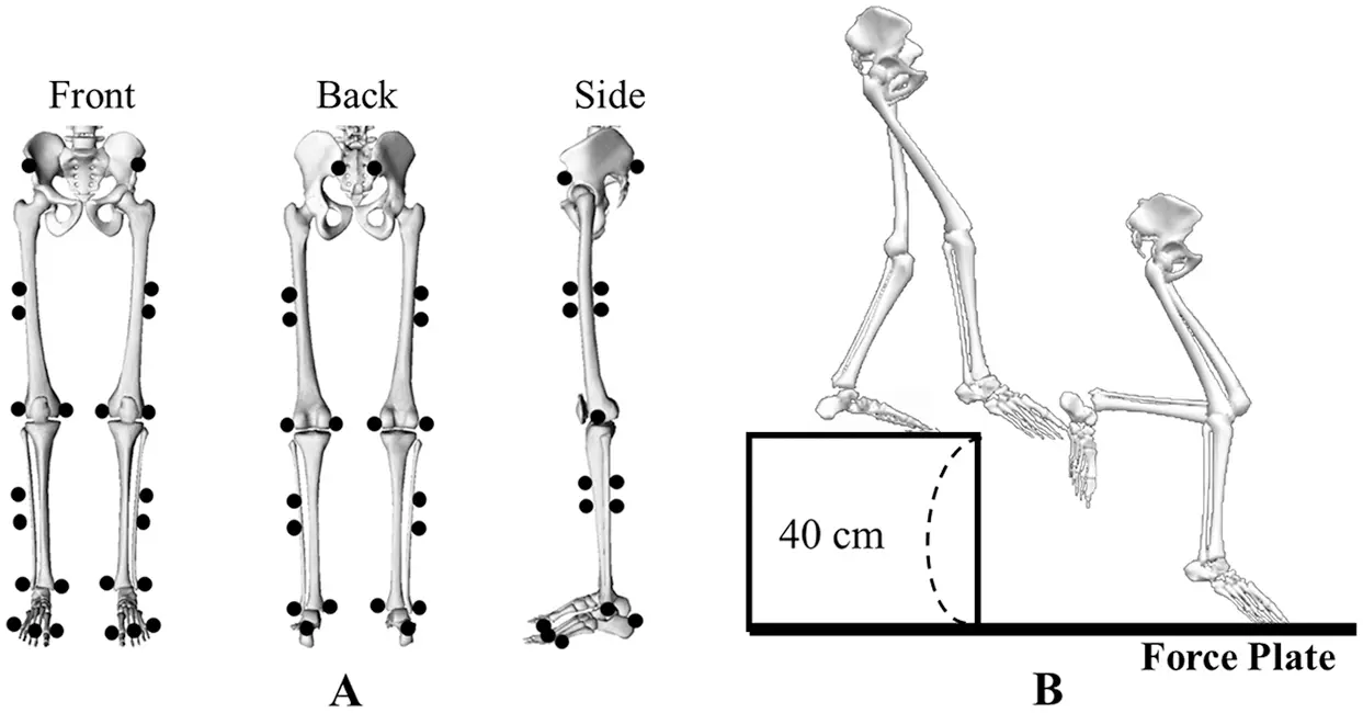 The Differences in Lower Extremity Joints Energy Dissipation Strategy