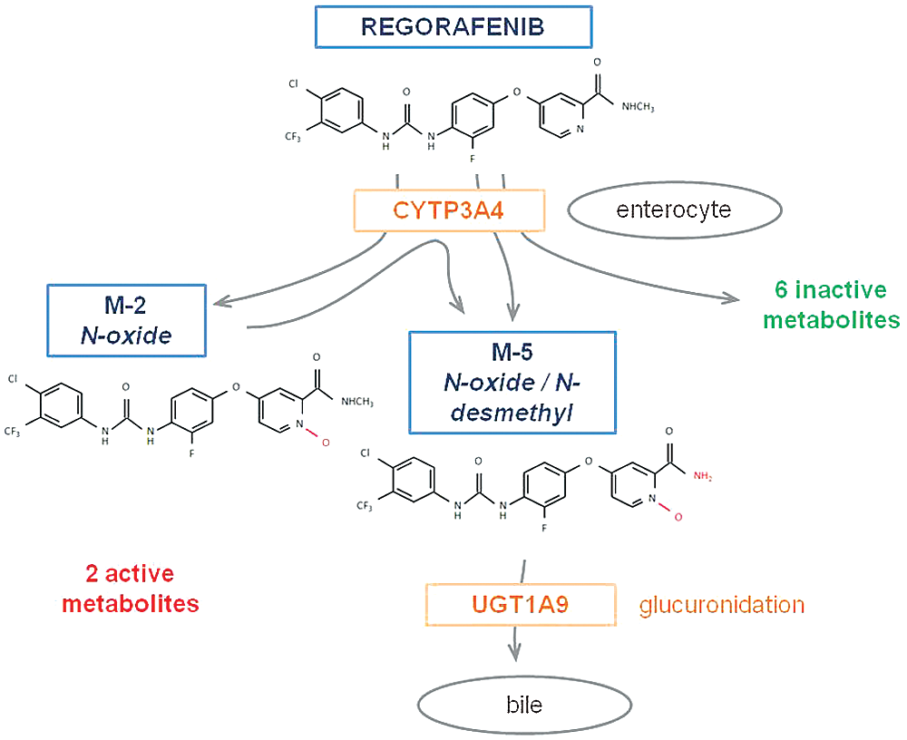 Tolerance and Efficacy of Regorafenib according to UGT ...