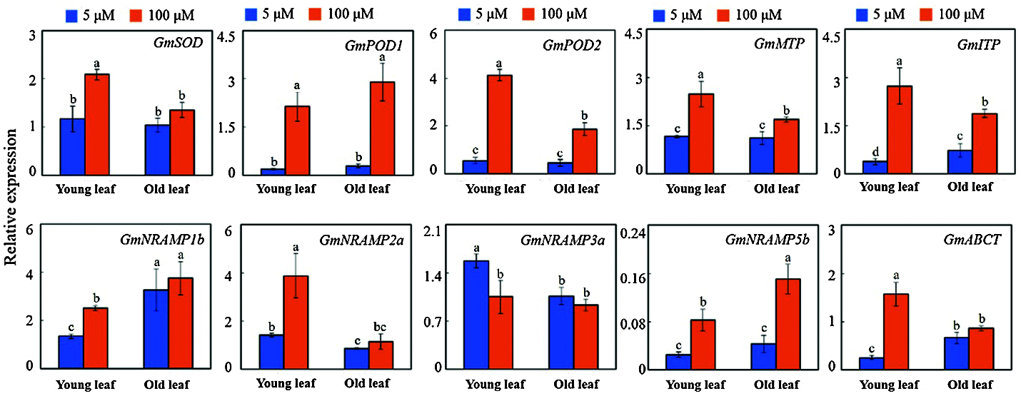 Effects of Manganese Toxicity on the Growth and Gene Expression at the ...
