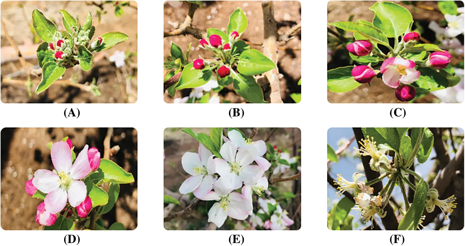 Effects of Chemical Products on Fire Blight Suppression, and Fruit ...