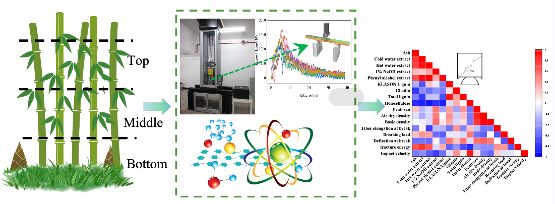 Research on the Bending Impact Resistance and Transverse Fracture Characteristics of Bamboo under the Action of Falling Weight