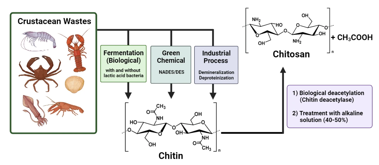 Potential Economic Value of Chitin and Its Derivatives as Major Biomaterials of Seafood Waste, with Particular Reference to Southeast Asia