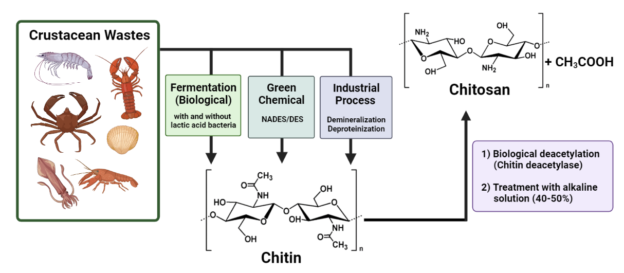 Potential Economic Value of Chitin and Its Derivatives as Major Biomaterials of Seafood Waste, with Particular Reference to Southeast Asia