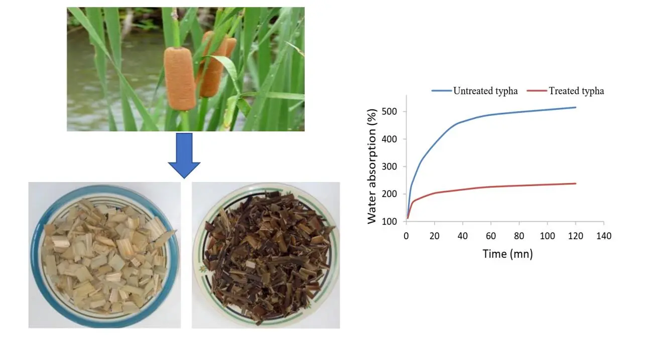  Effects of Chemical Treatment on the Physical Properties of Typha