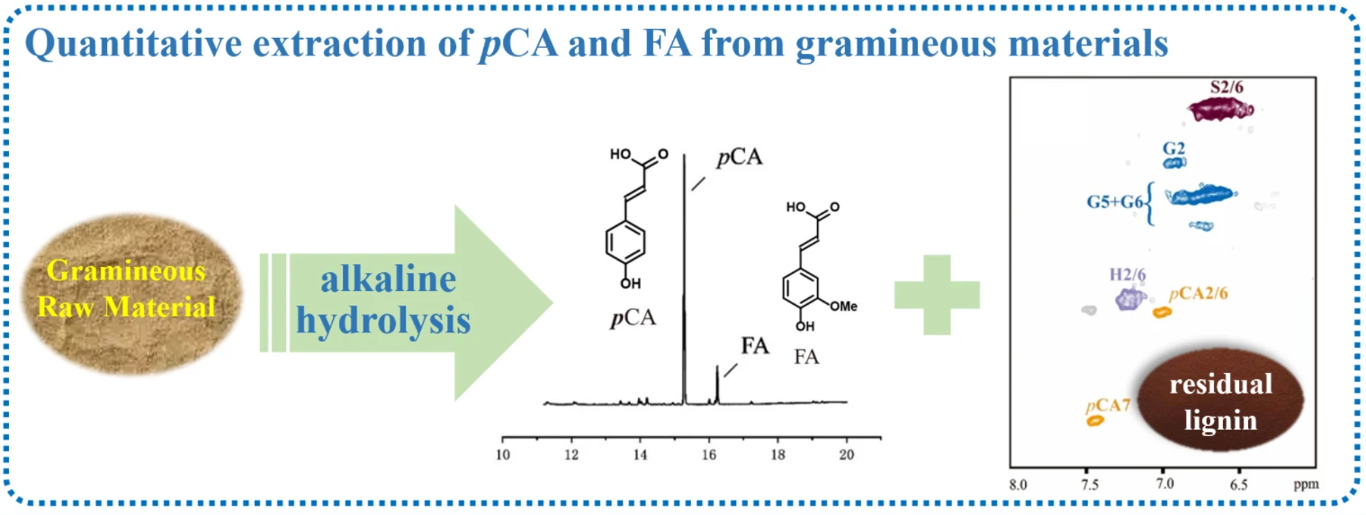 Quantitative Extraction of <i>p</i>-Coumaric Acid and Ferulic Acid in Different Gramineous Materials and Structural Changes of Residual Alkali Lignin
