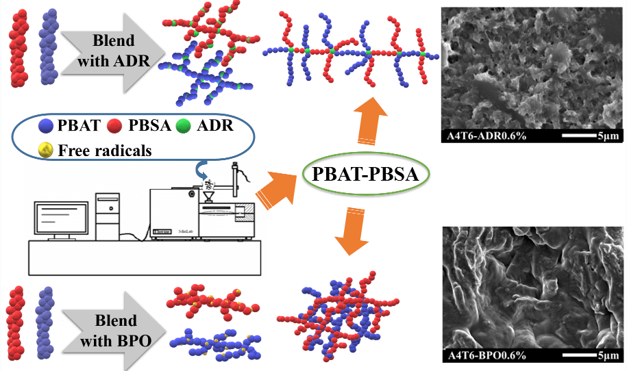 Comparative Study on Properties of PBAT/PBSA Film Modified by a Multi-Functional Epoxide Chain Extender or Benzoyl Peroxide
