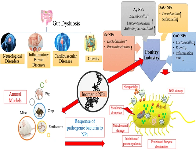 Gut microbiome modulation: Ancillary effects of inorganic nanoparticles on gut microflora