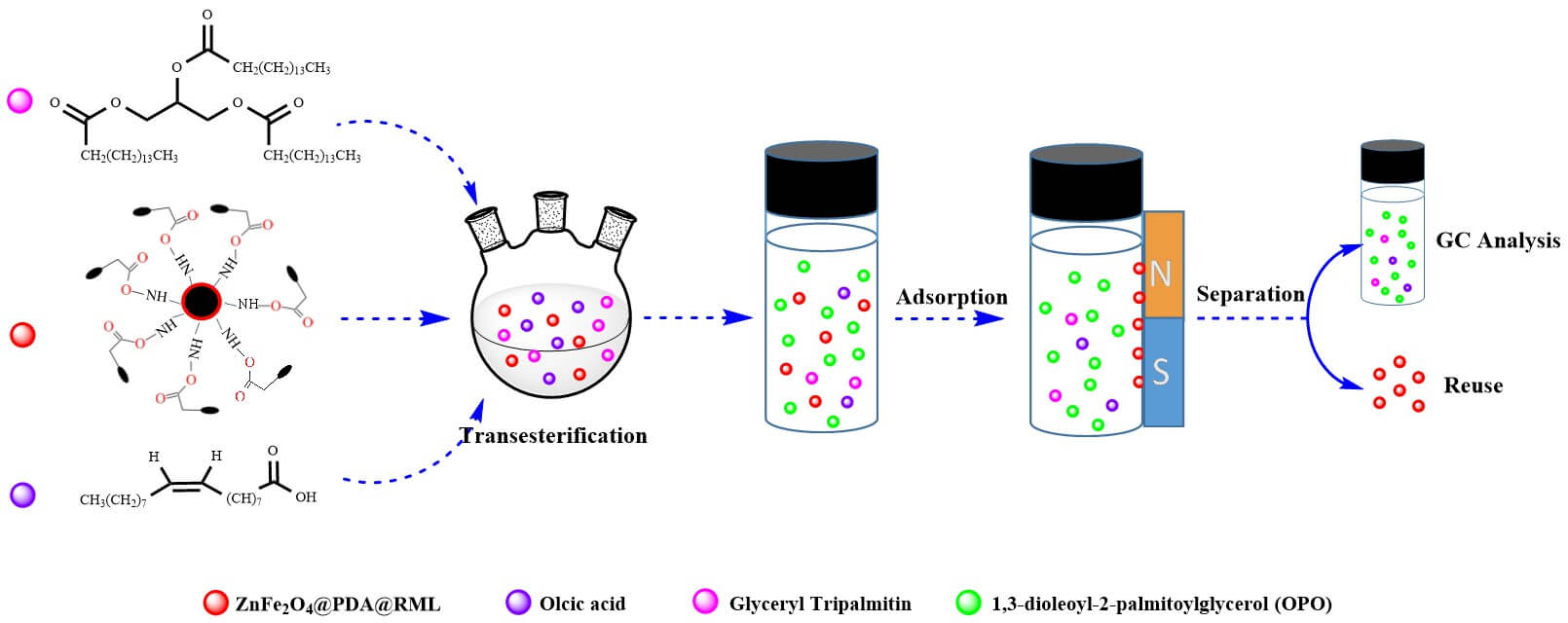 Facile Preparation of Dopamine-Modified Magnetic Zinc Ferrite Immobilized Lipase for Highly Efficient Synthesis of OPO Functional Lipid