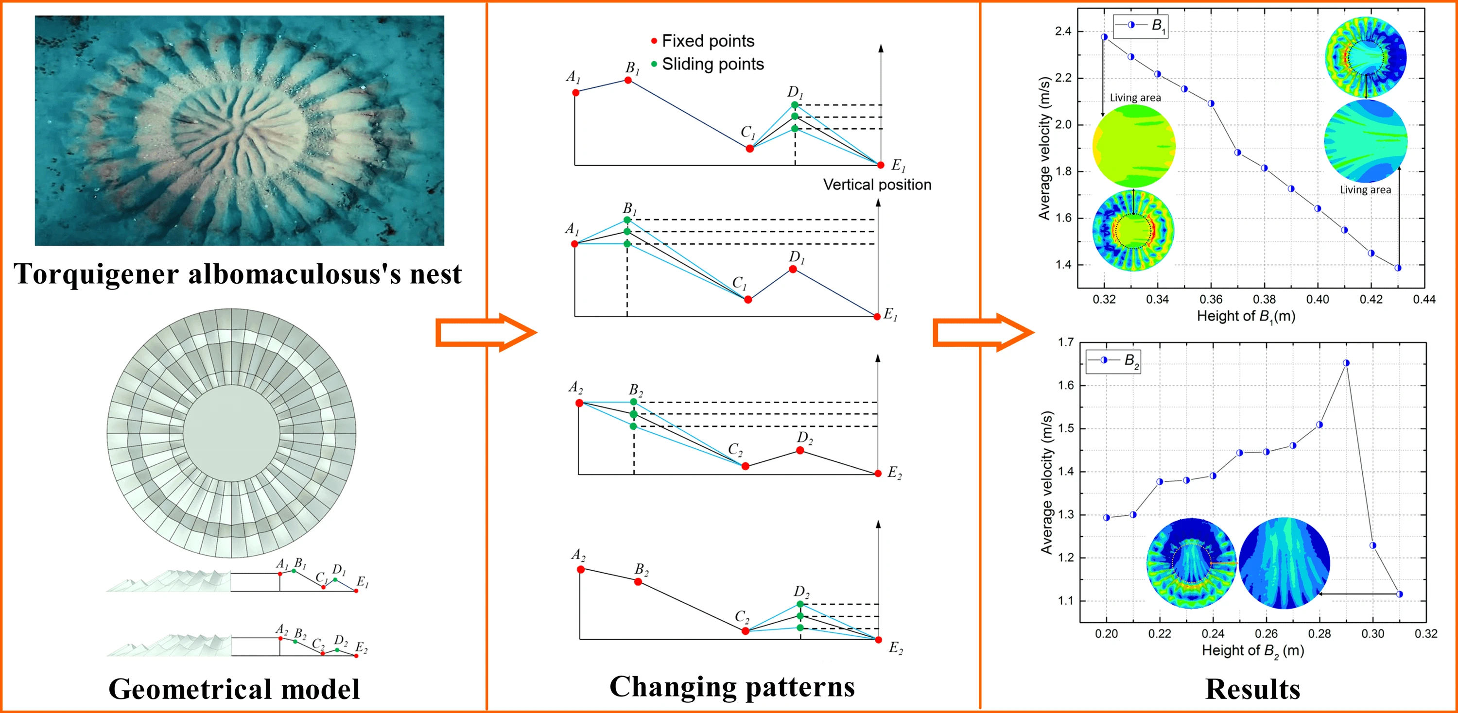 The Nest of Torquigener Albomaculosus: Fluid-Dynamic Aspects and Potential for Bio-Inspired Engineering