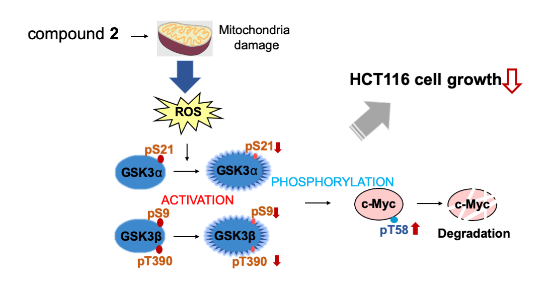 Identification of microbial metabolites that accelerate the ubiquitin-dependent degradation of c-Myc