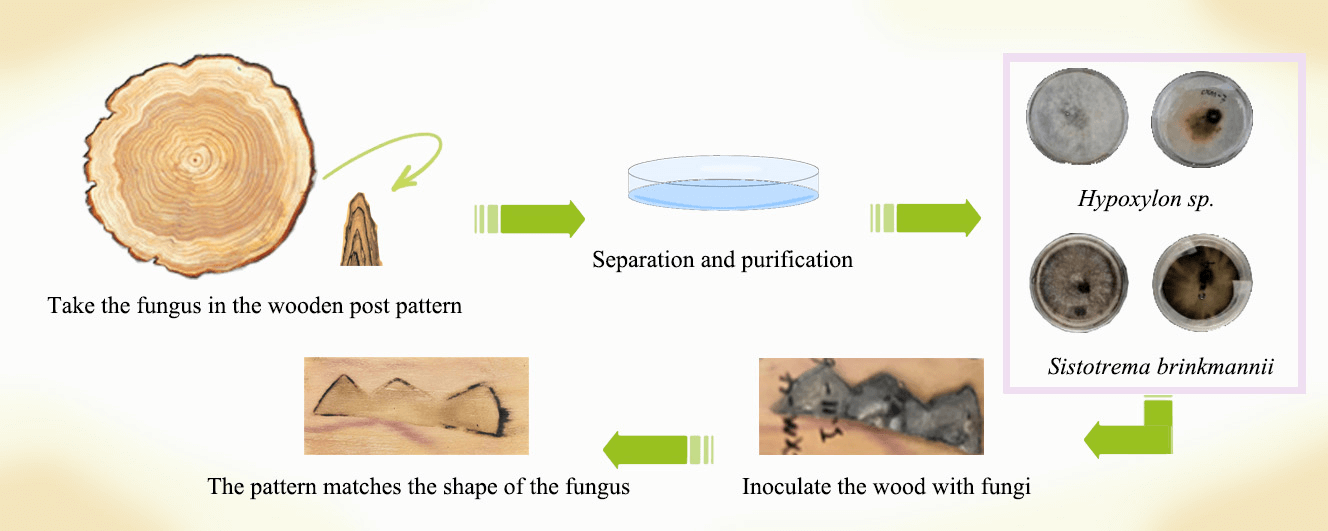 A New Exploration of Artificially Induced Spalted Wood of Two Fungi: <i>Hypoxylon</i> and <i>Sistotrema</i>