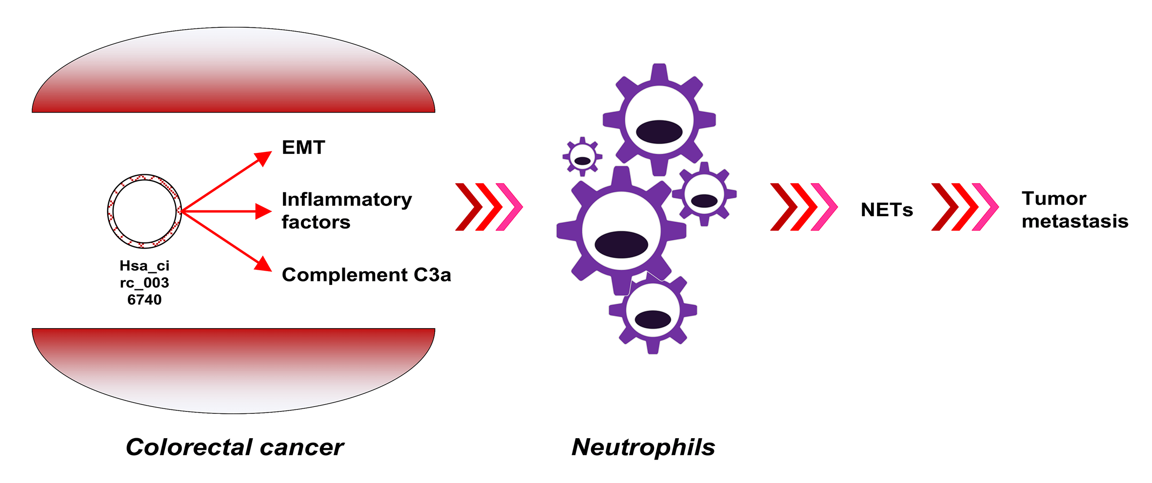 Hsa_circ_0036740 in familial adenomatous polyposis: Immune regulation and neutrophil effects in CRC based on high-throughput assay