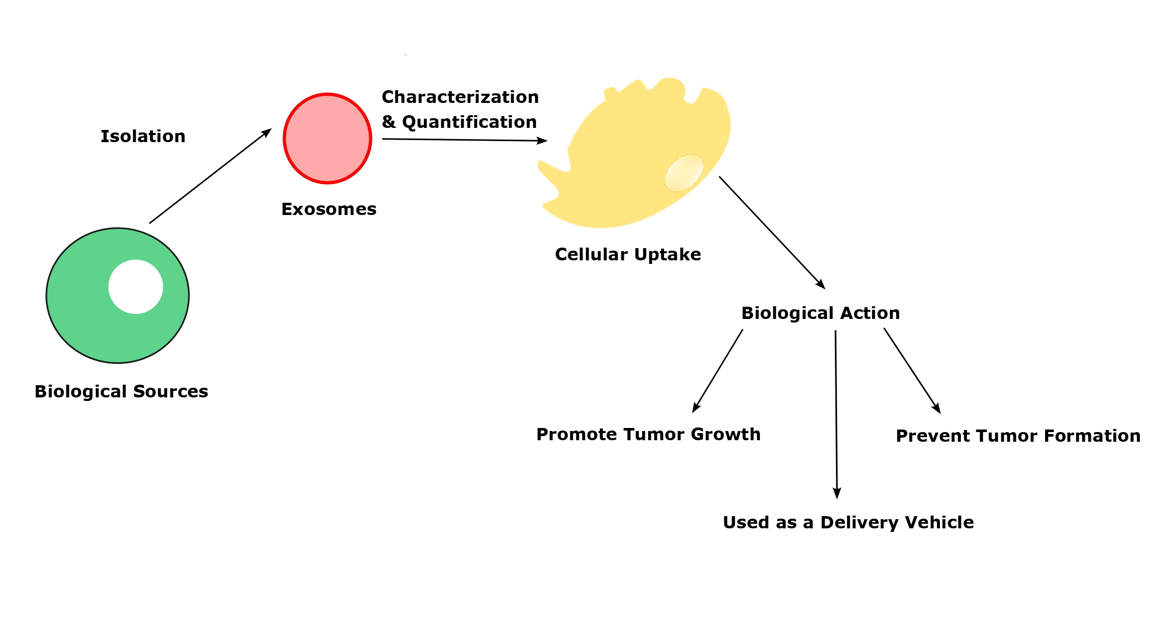 Biological, pathological, and multifaceted therapeutic functions of exosomes to target cancer