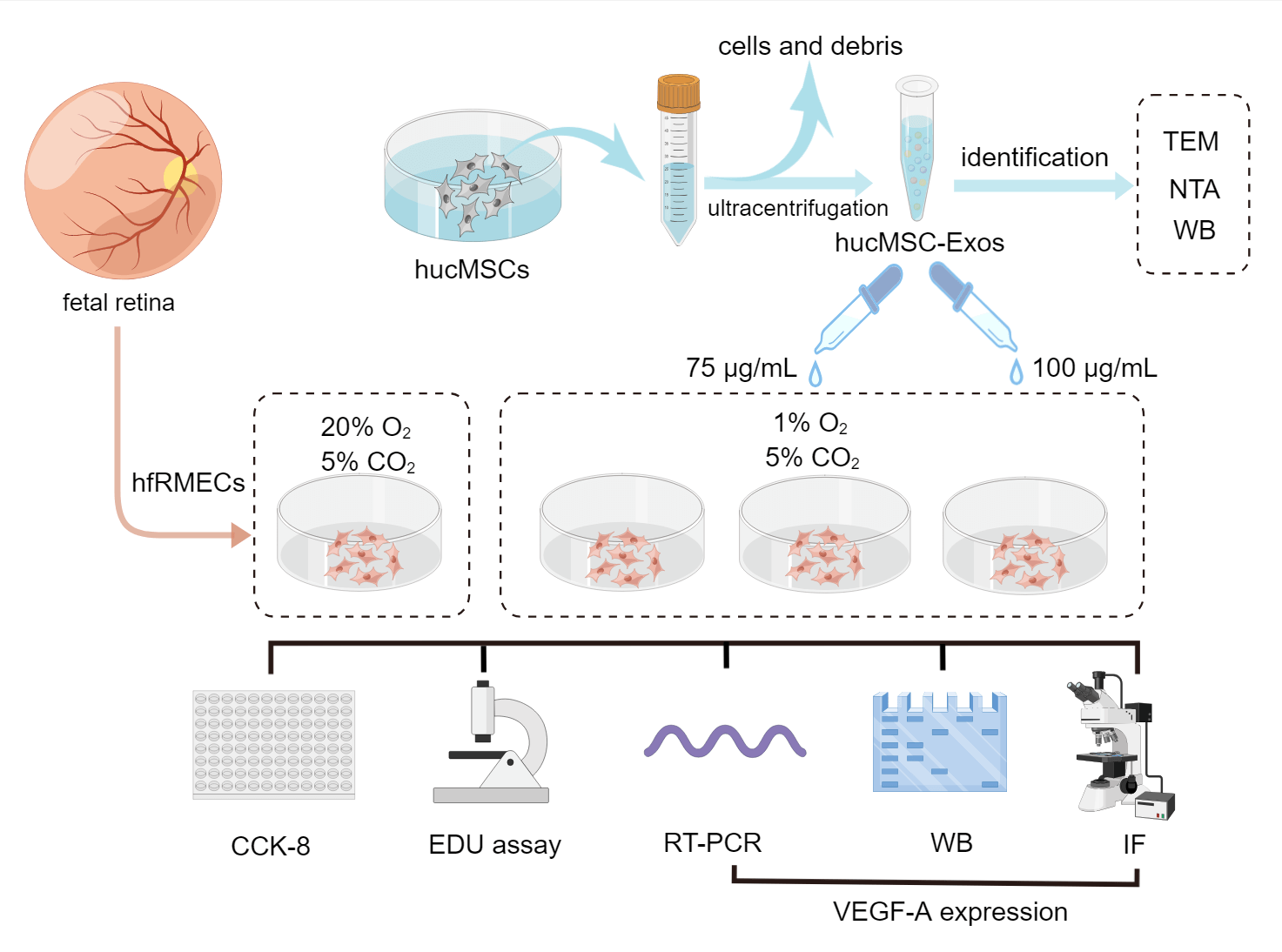 Inhibition of VEGF-A expression in hypoxia-exposed fetal retinal microvascular endothelial cells by exosomes derived from human umbilical cord mesenchymal stem cells