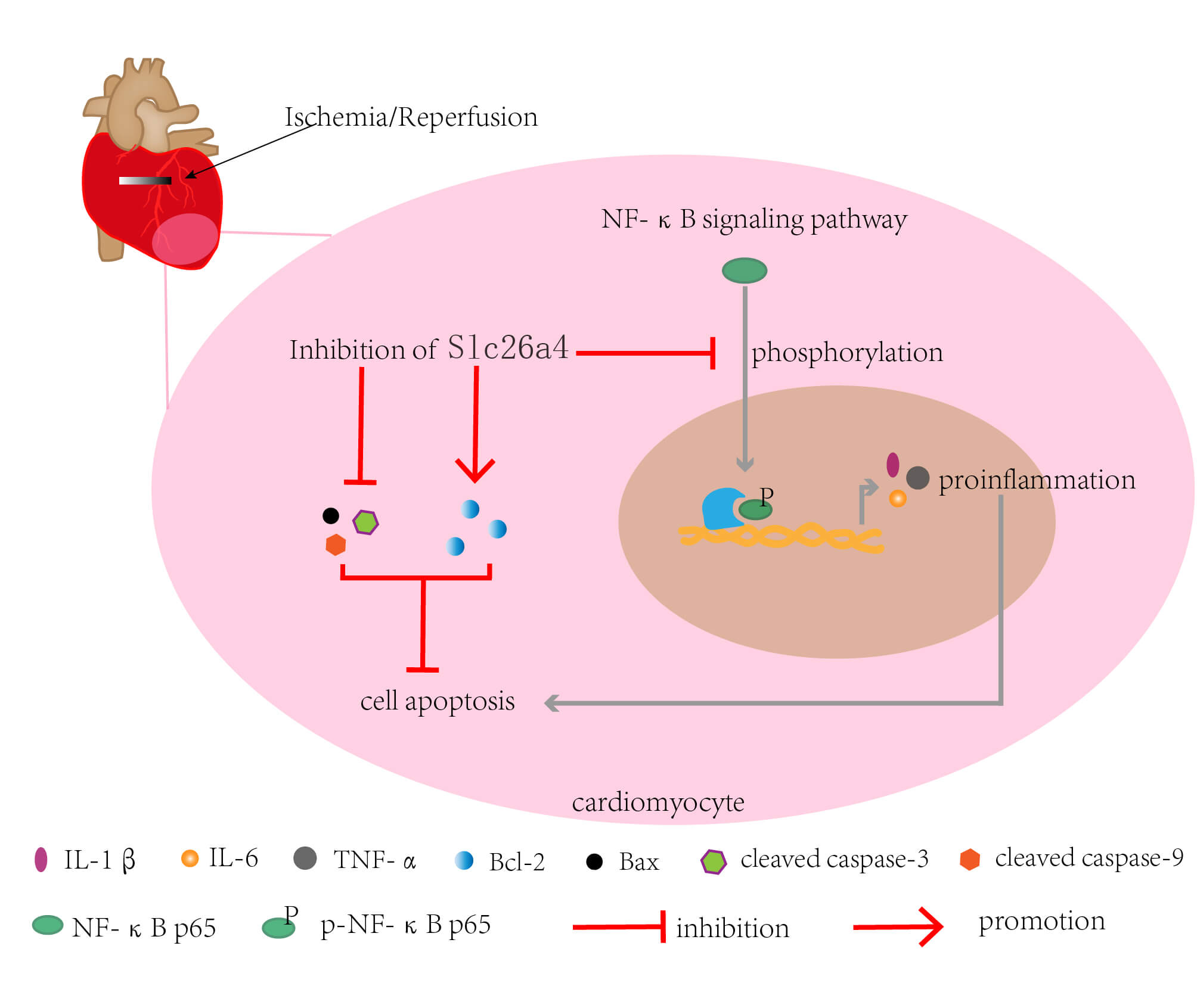 Inhibition of SLC26A4 regulated by electroacupuncture suppresses the progression of myocardial ischemia-reperfusion injury