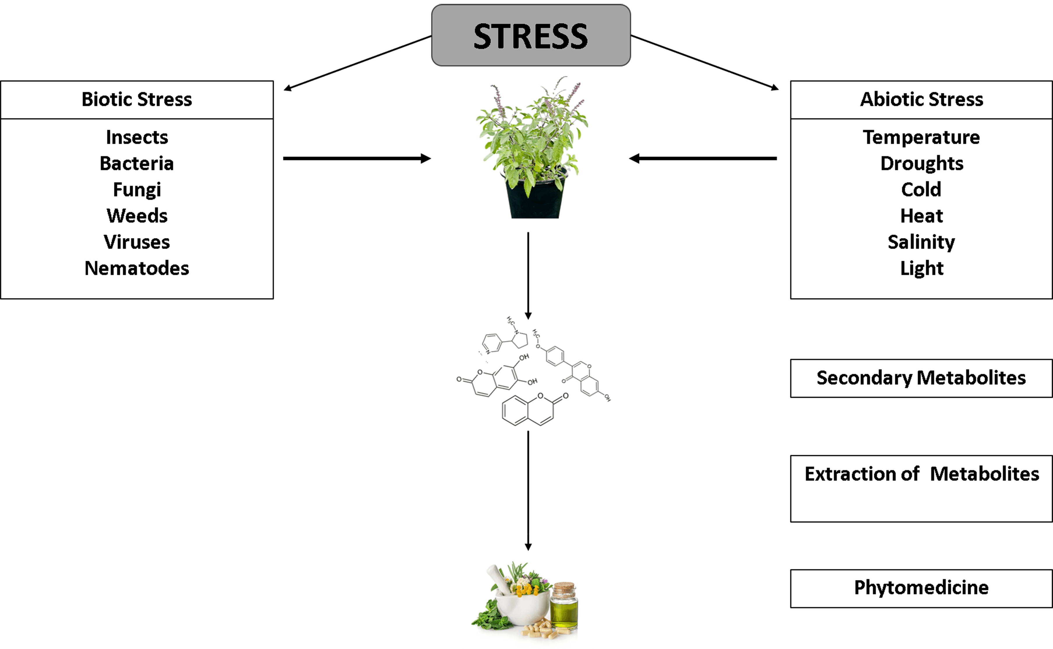 A perspective review on the biosynthesis of plant-based secondary metabolites and their application as potent drugs