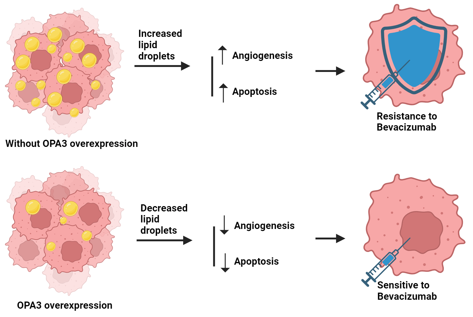 OPA3 overexpression modulates lipid droplet production and sensitizes colorectal cancer cells to bevacizumab treatment