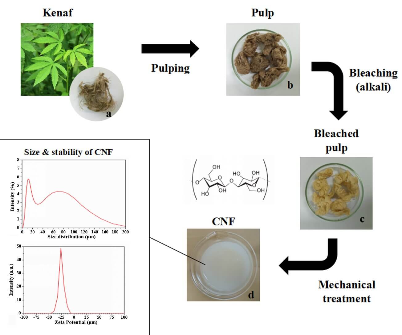 Isolation and Characterization of Cellulose Nanofiber (CNF) from Kenaf <i>(Hibiscus cannabinus)</i> Bast through the Chemo-Mechanical Process