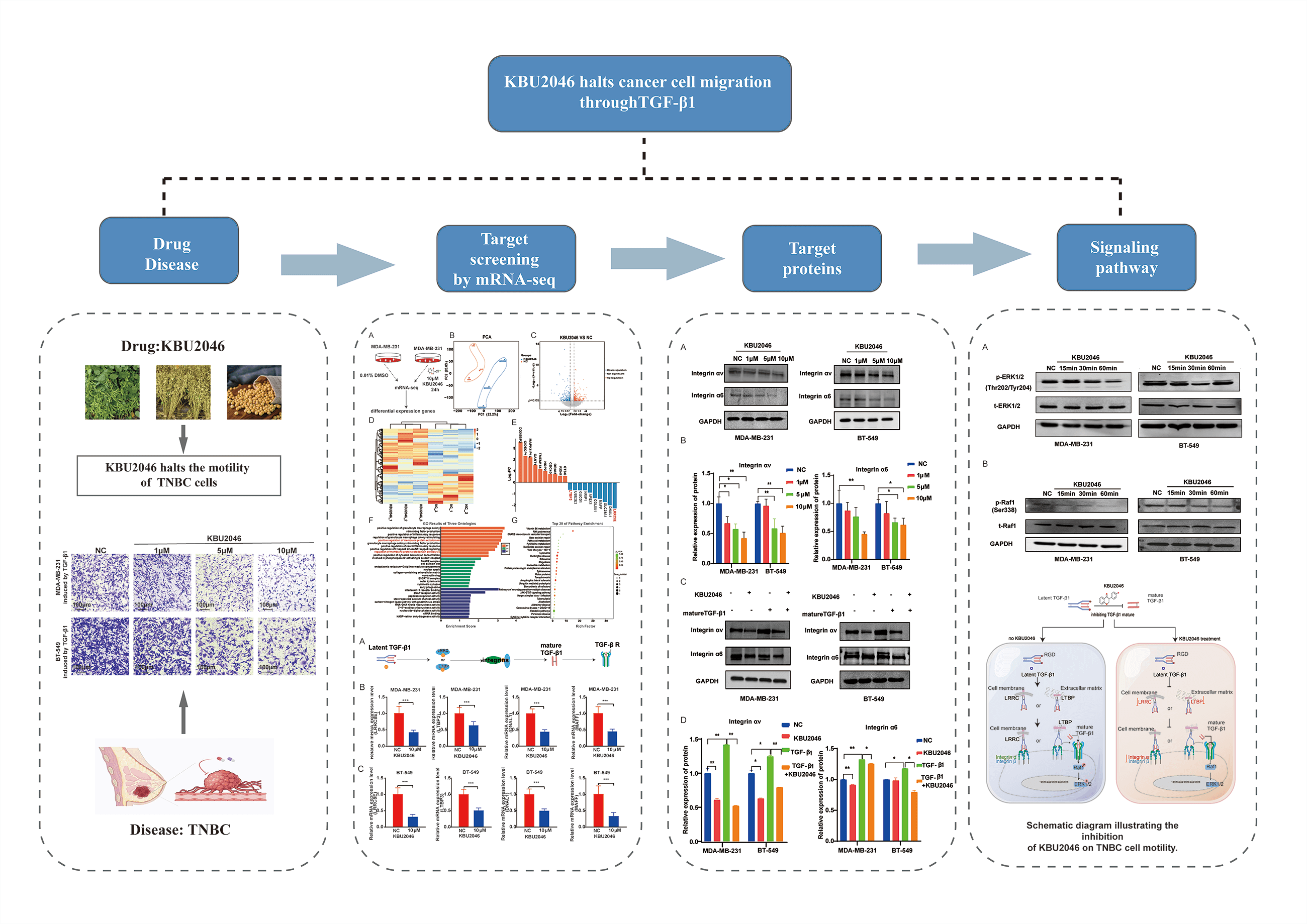 Unveiling the therapeutic potential: KBU2046 halts triple-negative breast cancer cell migration by constricting TGF-β1 activation <i>in vitro</i>