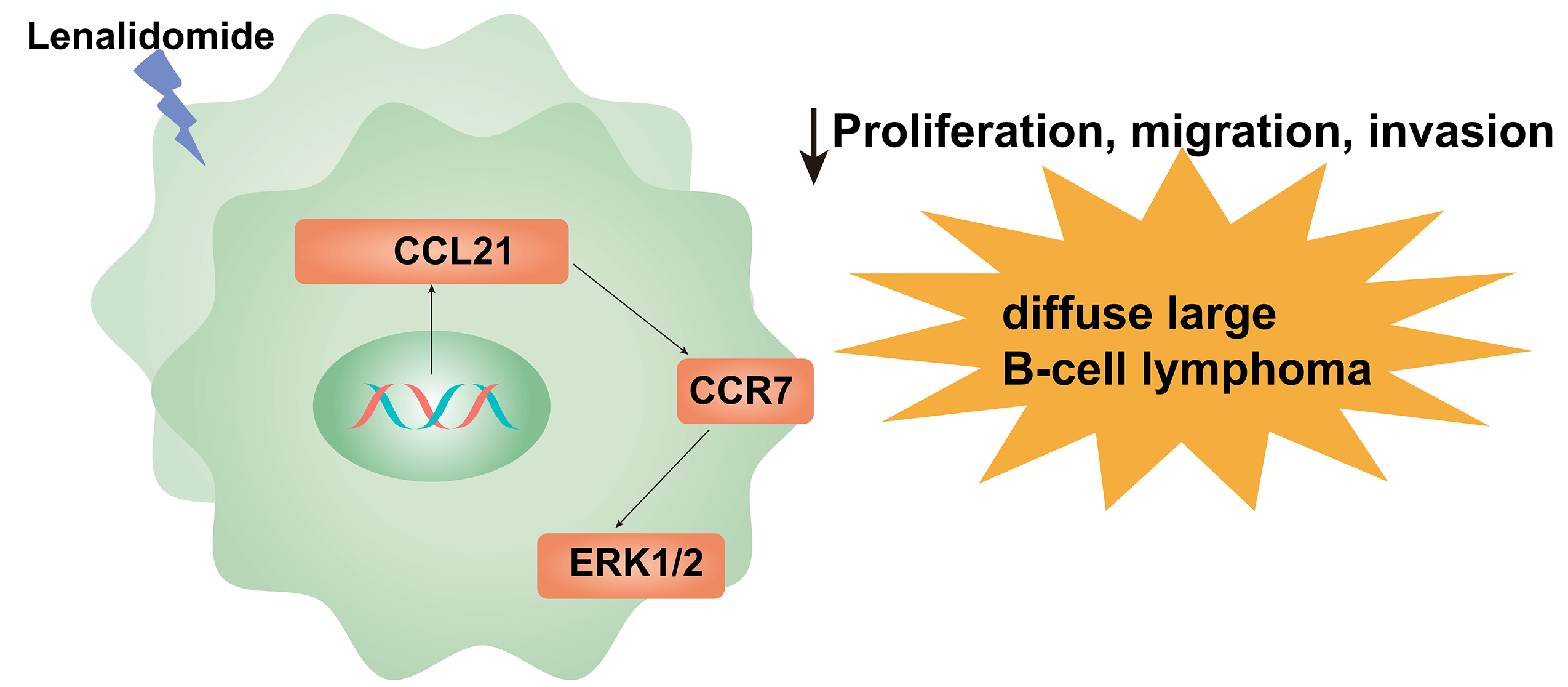 Lenalidomide regulates the CCL21/CCR7/ERK1/2 axis to inhibit migration and proliferation in diffuse large B-cell lymphoma