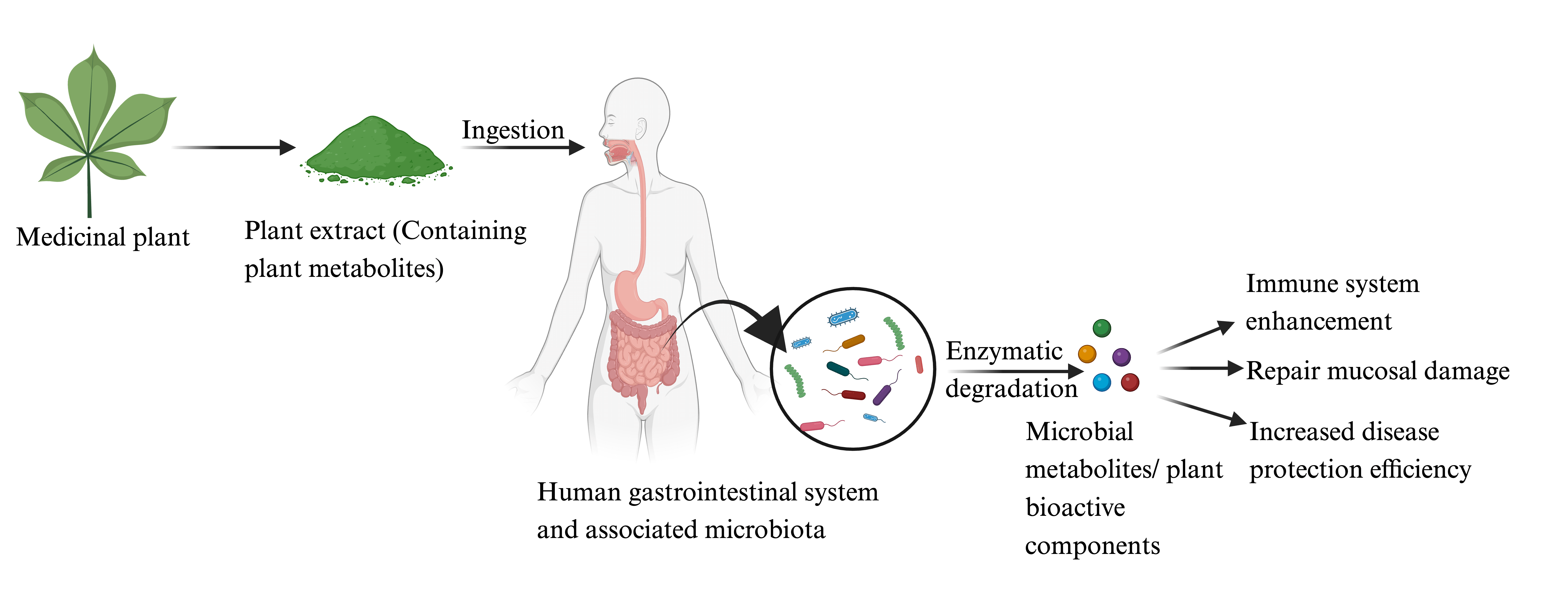 Modulatory role of plant-derived metabolites on host-microbiota interactions: personalized therapeutics outlook