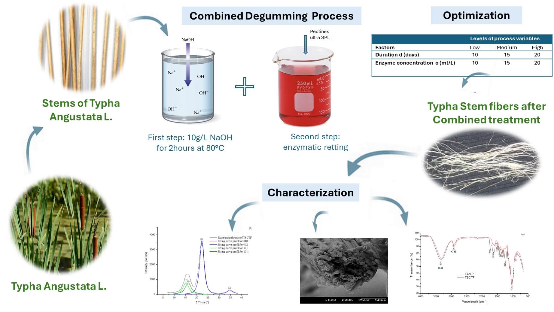 Optimization and Characterization of Combined Degumming Process of <i>Typha angustata</i> L. Stem Fibers