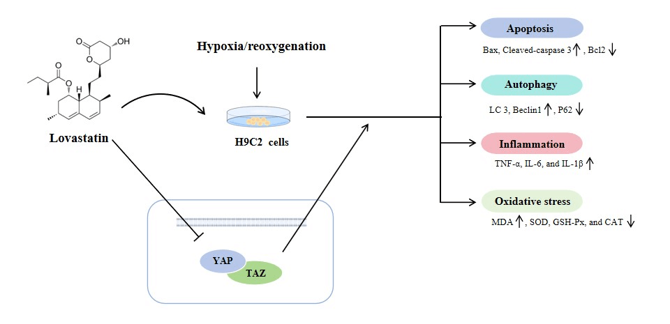 Lovastatin modulation of YAP/TAZ signaling on cardiomyocyte autophagy and mitochondrial damage in myocardial I/R injury