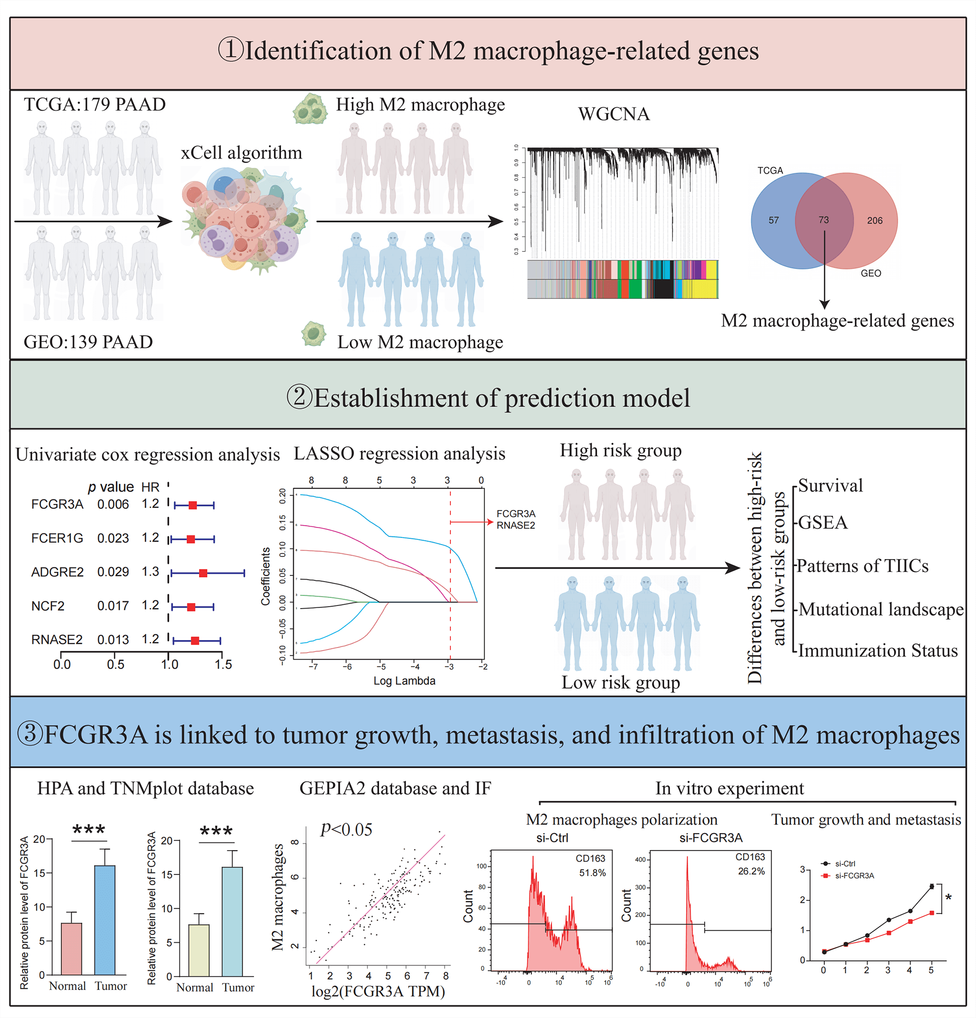 Identification of M2 macrophage-related genes for establishing a prognostic model in pancreatic cancer: <i>FCGR3A</i> as key gene