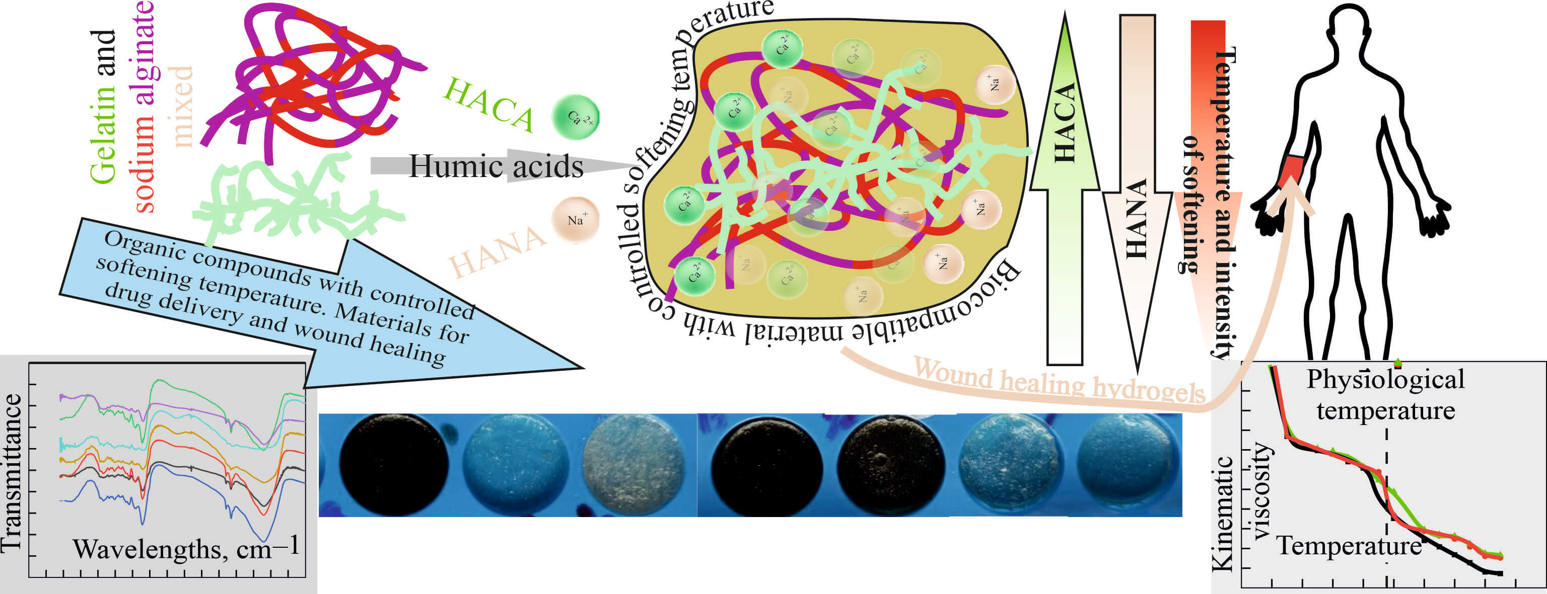 Thermosensitive and Wound-Healing Gelatin-Alginate Biopolymer Hydrogels Modified with Humic Acids