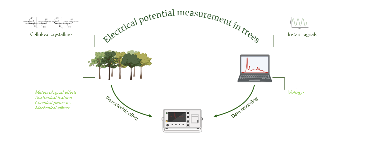 A Review of Piezoelectric Phenomena as a Key Characteristic of Wood