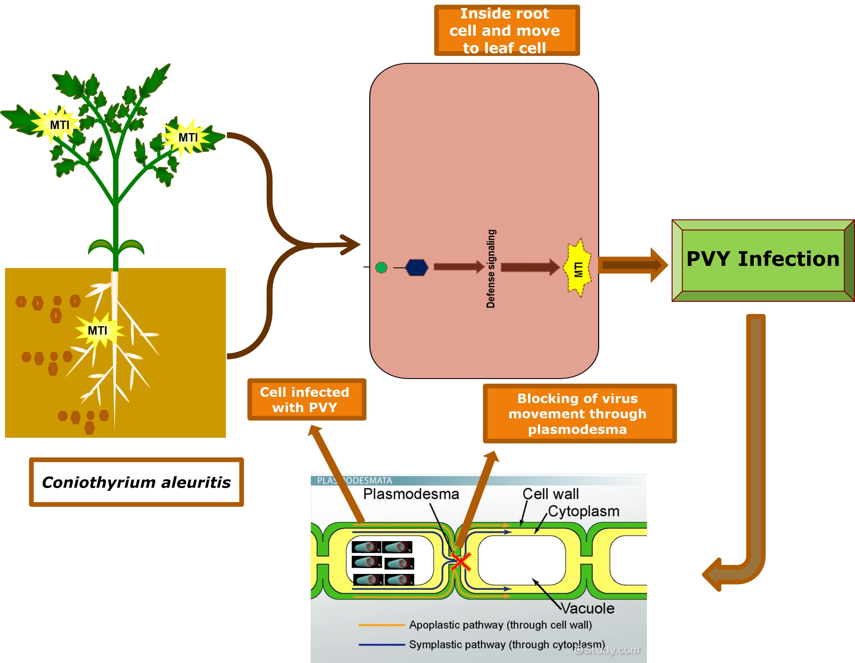 Elicitation of PVY Resistance by <i>Coniothyrium aleuritis</i>