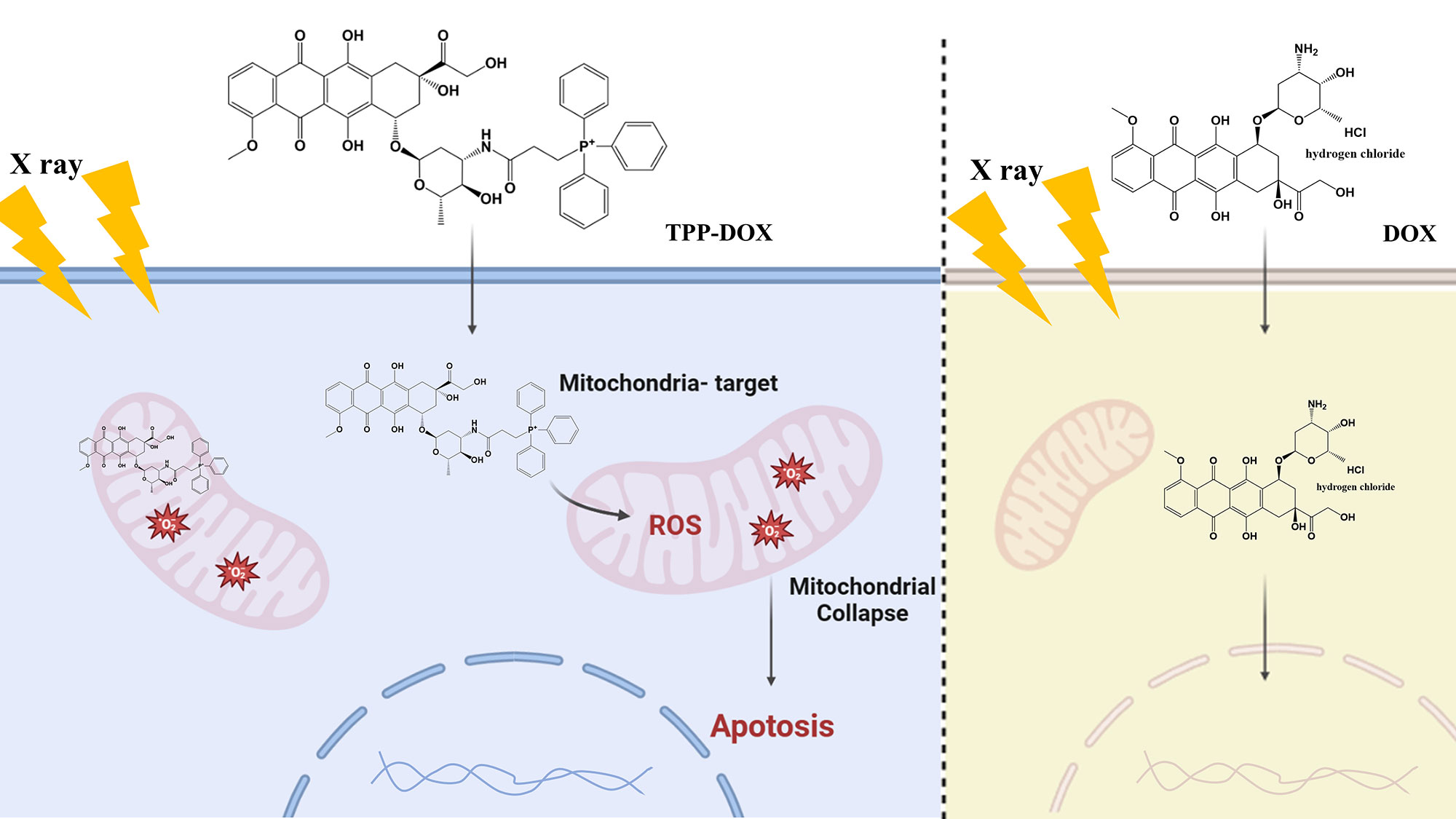 Comparative assessment of antitumor effects between doxorubicin and mitochondria-targeted doxorubicin in combination with radiotherapy