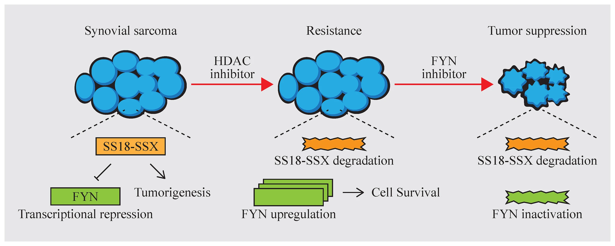 The SS18-SSX fusion oncoprotein: Friend and foe in targeted therapy for synovial sarcoma