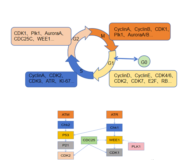 Cell cycle proteins: Linking the cell cycle to tumors