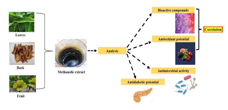 Orchestrating the Phytochemical Content and Bioactivities in the Leaf, Bark, and Fruit Extracts of <i>Cornus capitata</i> Wall
