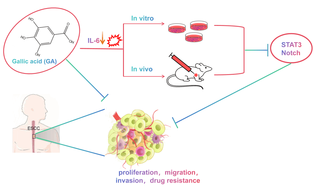 Gallic acid suppresses esophageal squamous cell carcinoma progression and enhances cisplatin chemosensitivity through IL-6/STAT3/Notch pathway