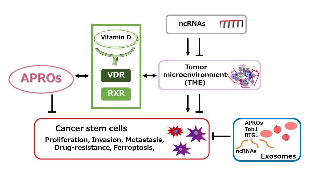 Promising roles of vitamin D receptor and APRO family proteins for the development of cancer stem cells targeted malignant tumor therapy