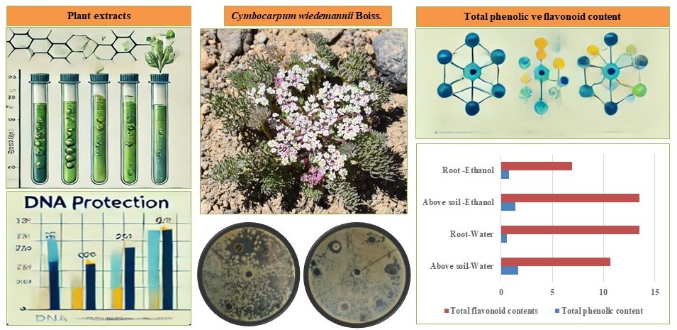 Total Phenolic and Flavonoid Contents of <i>Cymbocarpum widemannii</i> and Their Antioxidant, Antimicrobial, DNA Damaging Activities
