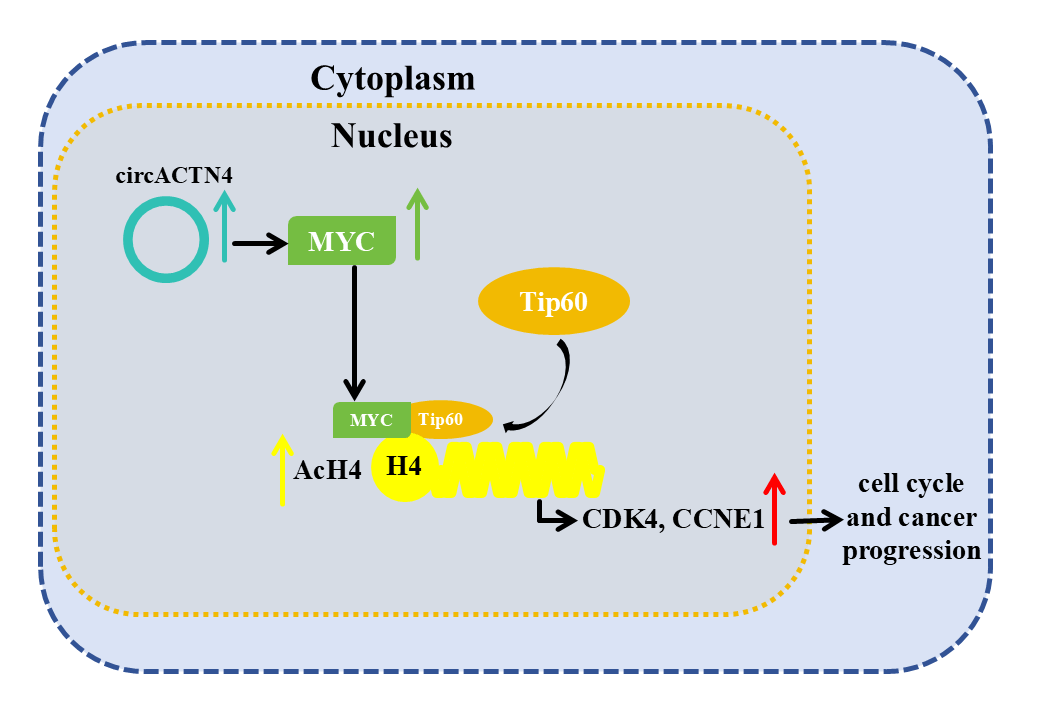 circACTN4 promotes breast cancer cell cycle progression and oncogenesis via c-MYC induced histone H4 acetylation
