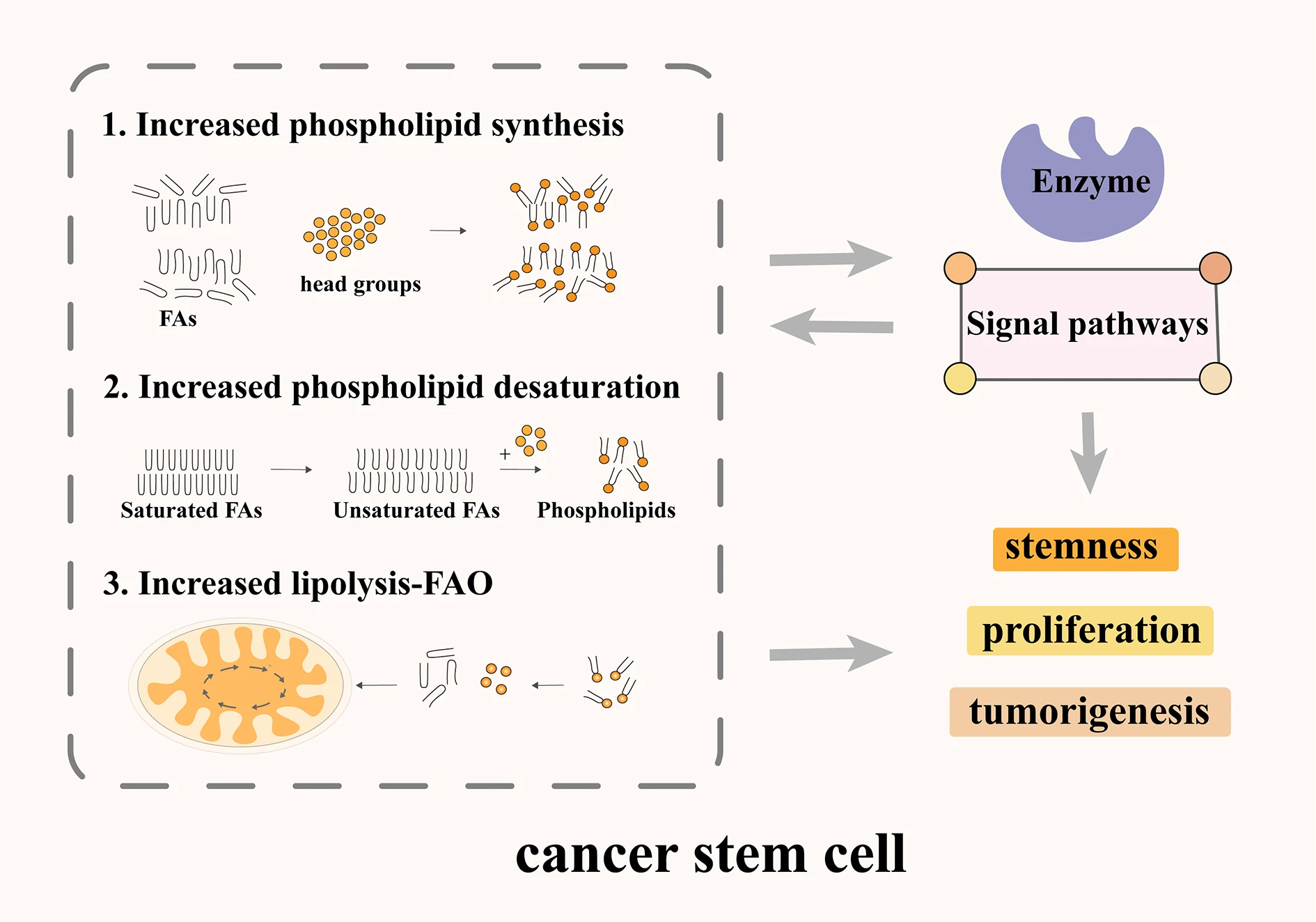 Phospholipid Metabolism Reprogramming of Cancer Stem Cells and Its Impacts on Stemness