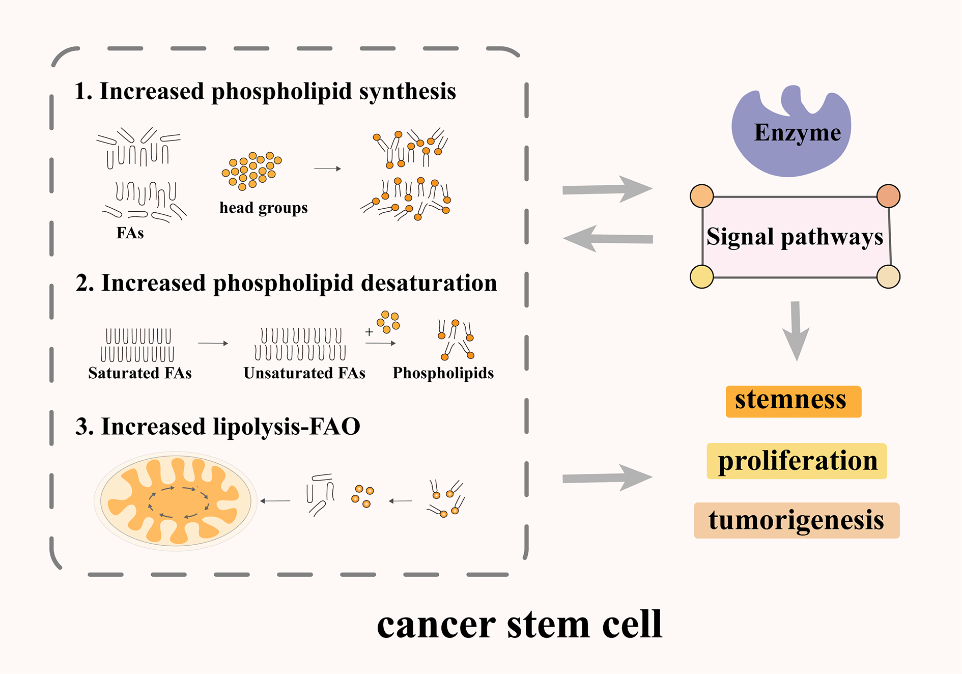 Phospholipid Metabolism Reprogramming of Cancer Stem Cells and Its Impacts on Stemness