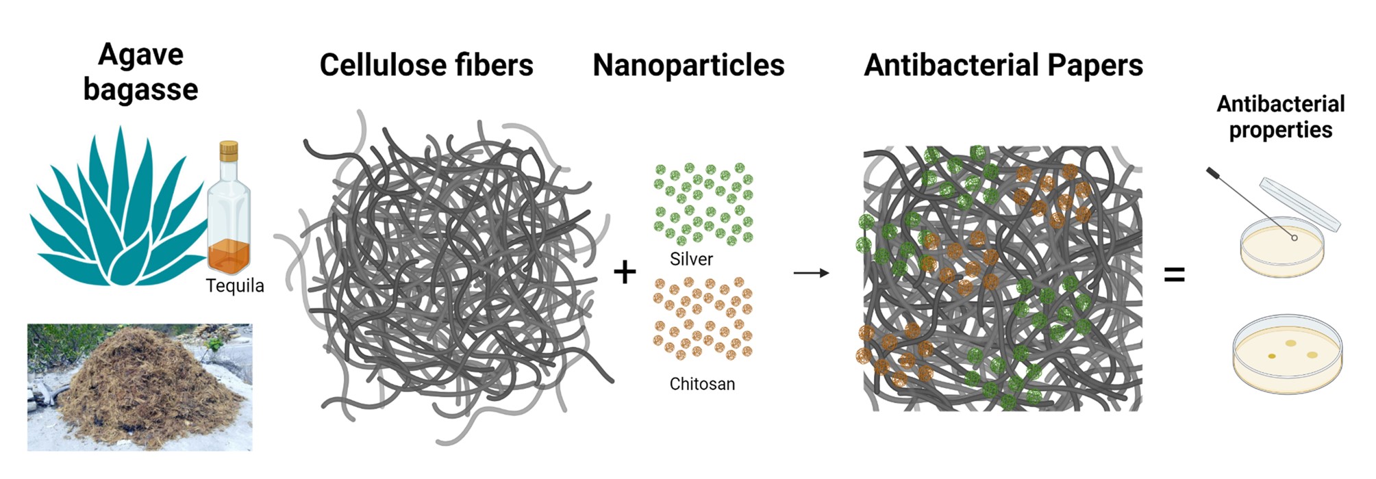 Eco-Friendly Materials Composed of Cellulose Fibers from Agave Bagasse with Silver Nanoparticles and Shrimp Chitosan